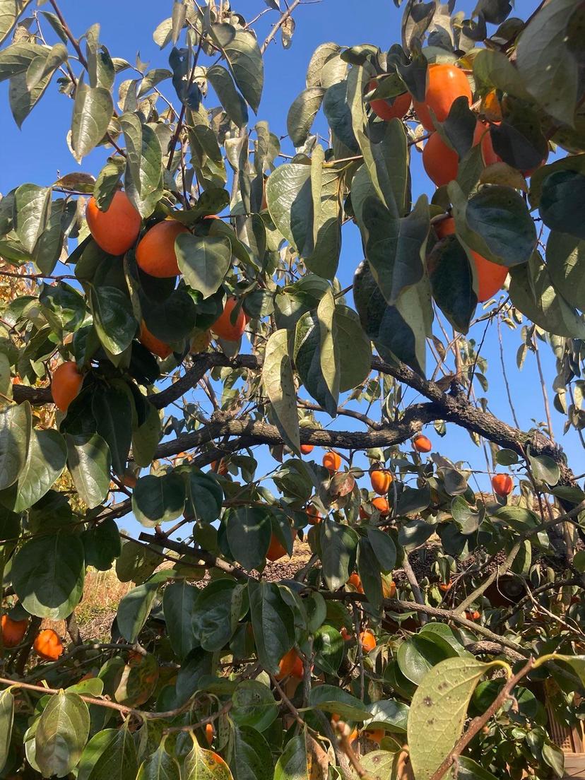 This is a photo of persimmon trees next to my grandmother's backyard.